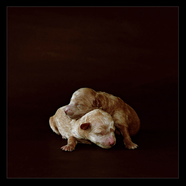 Two-Day Olds (No puppy was harmed)
