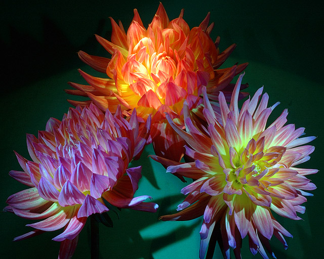 Three Dahlias