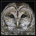 Getting Old is a HOOT
