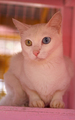 A Very Special Cat: Siamese Kaomanee