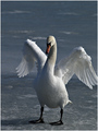The Swan Song: Happy birthday to You, happy birthday, happy birthday... happy birthday to You!!!