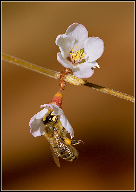 A "bokeh" of Flowers