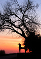 Perfect Silhouette