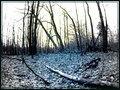 A Dream in the Forest