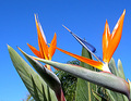 Love-Birds of Paradise