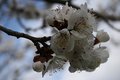 Tree Still Blossoms