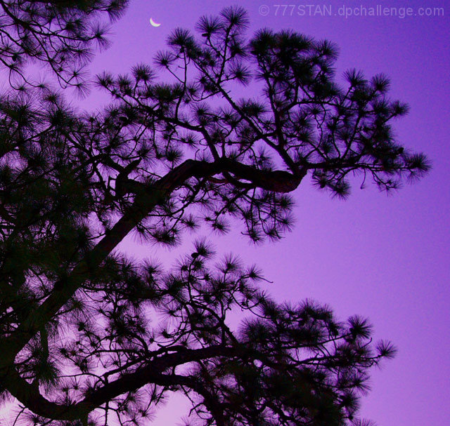 Bonsai Moon