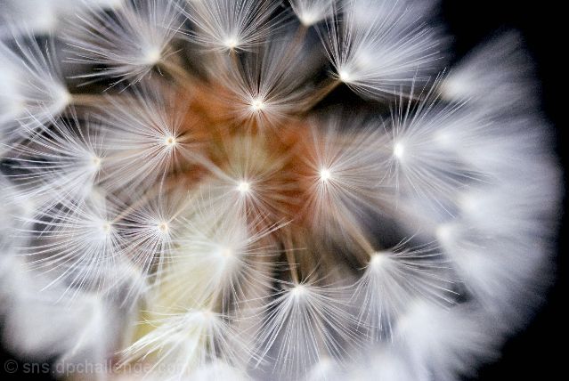 dandelion