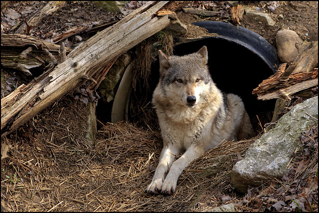 Timber Wolf Resting