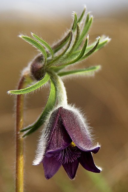 small meadow anemone