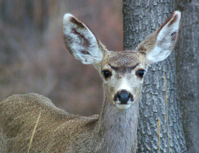 On Alert...Hoping stillness equals invisibility