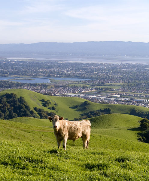 Mooooving Into Silicon Valley