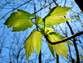 Rejuvenation of life