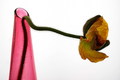 Poppy & Vase