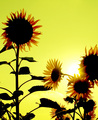 Contre-jour Fleur