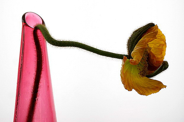 Poppy & Vase