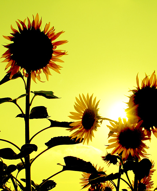 Contre-jour Fleur