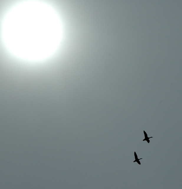 Quacks under the Sun