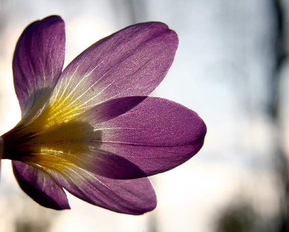 Crocus in the Light