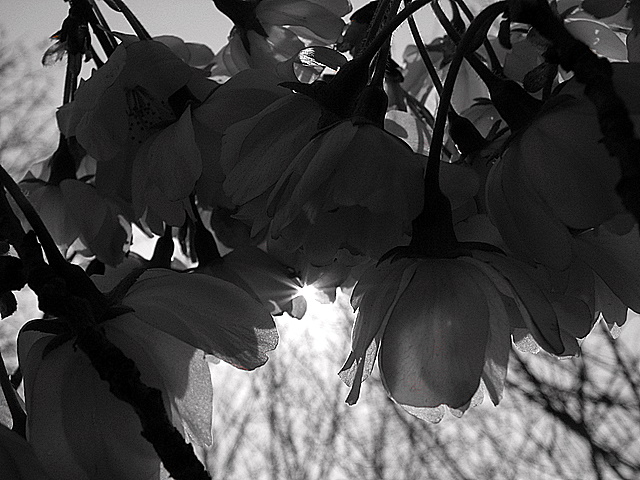 Sun Burst Through Cherry Blossom