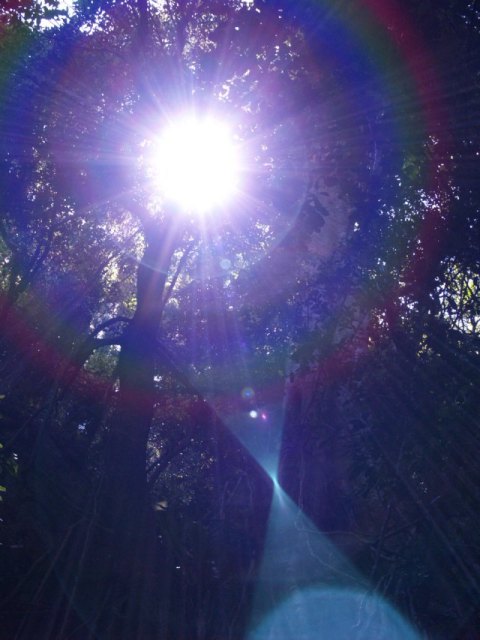 Light in the Rainforest