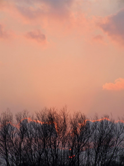 sunset through trees