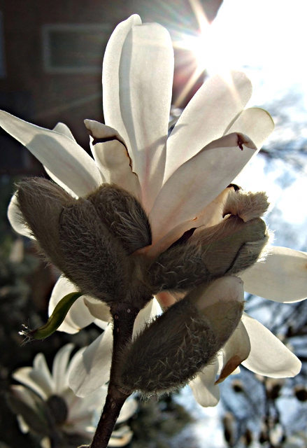 MAGNOLIA