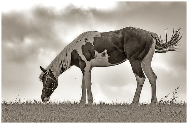 Grazing in the Grass...Baby, Can You Dig It?