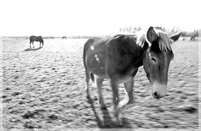 Walking With Horses