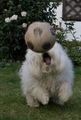 AMELIE GOALIE