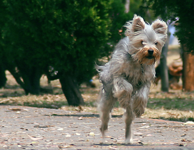 Running in the park