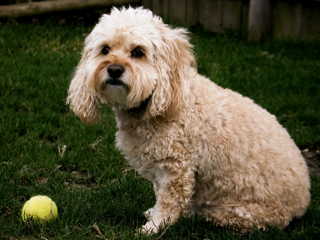 YOU fetch it, I'VE excersized enough today!