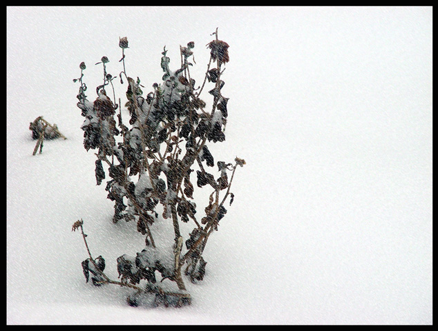 Snow Fall Rhythm on Dead Flower