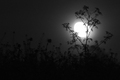 Moonrise