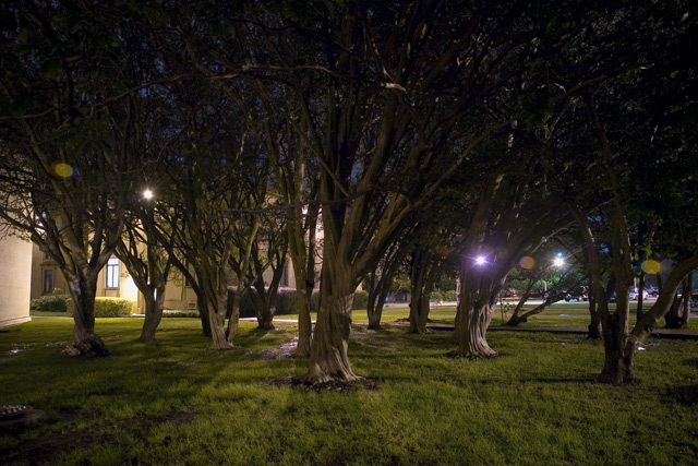 Trees at Night
