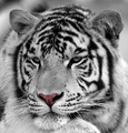 White Bengal Tiger