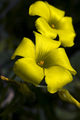 yellow brothers