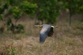 Bird of VZ