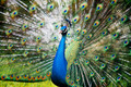 Peacock at Mayfield Park