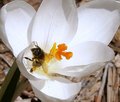 The Crocus & the Bee