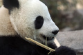 Giant Panda with its Bamboo