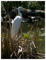 White Egret