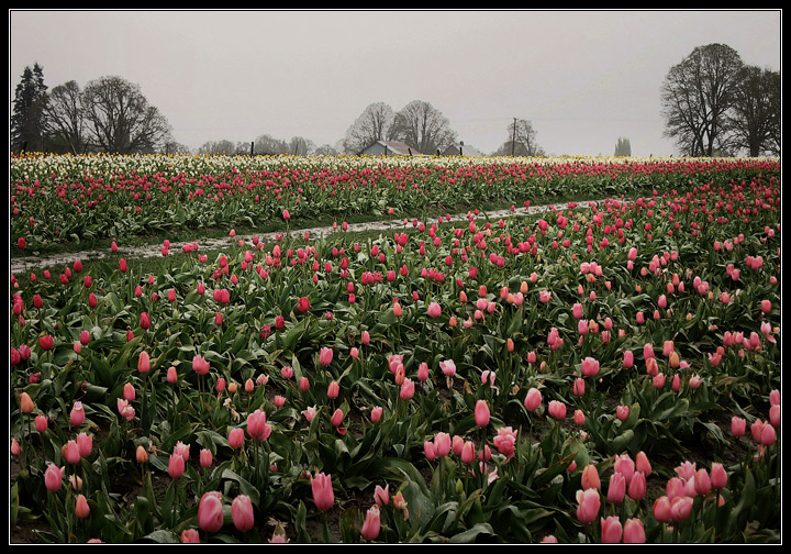Un Jour Froid au Printemps