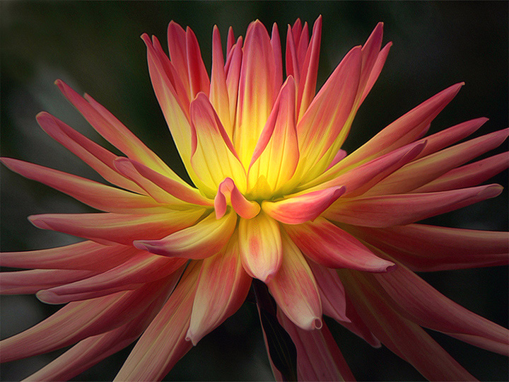 Dahlia