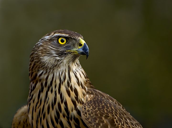 Goshawk