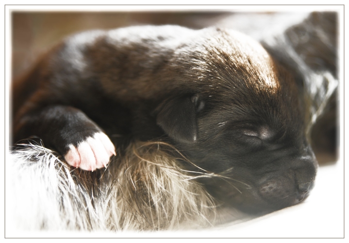 Little Dreamer