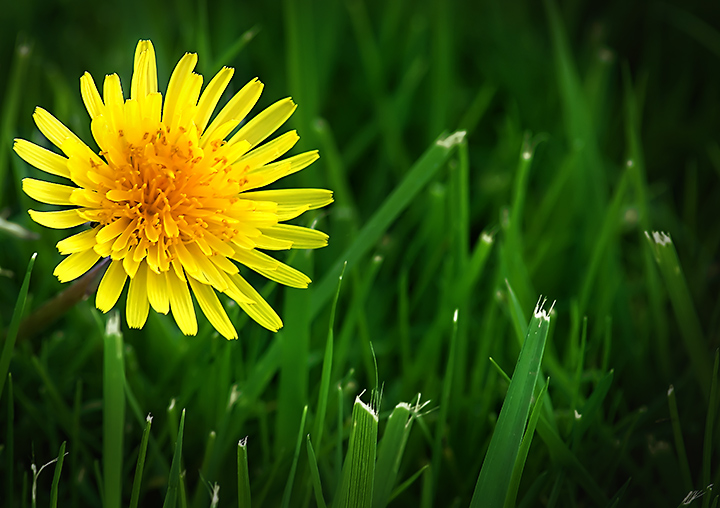 Sometimes weeds aren't so bad