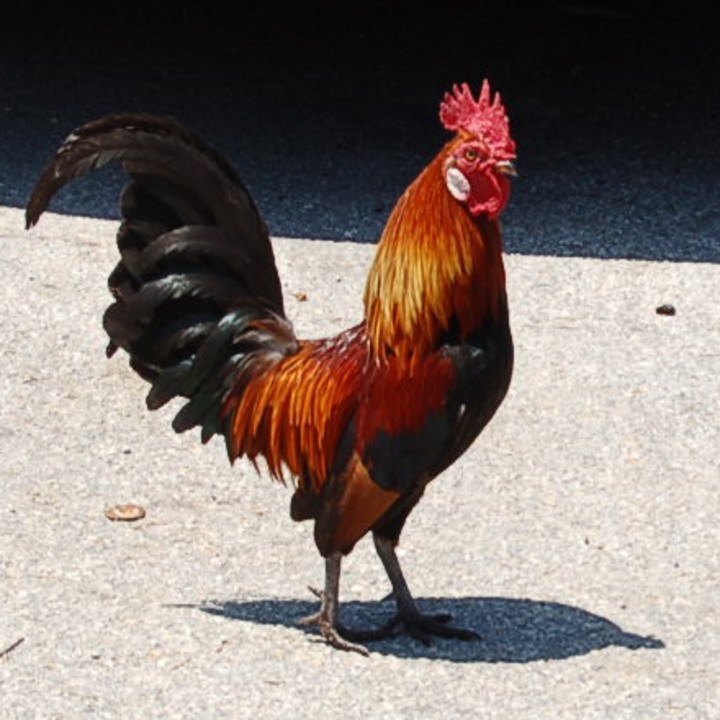 Cuban Rooster