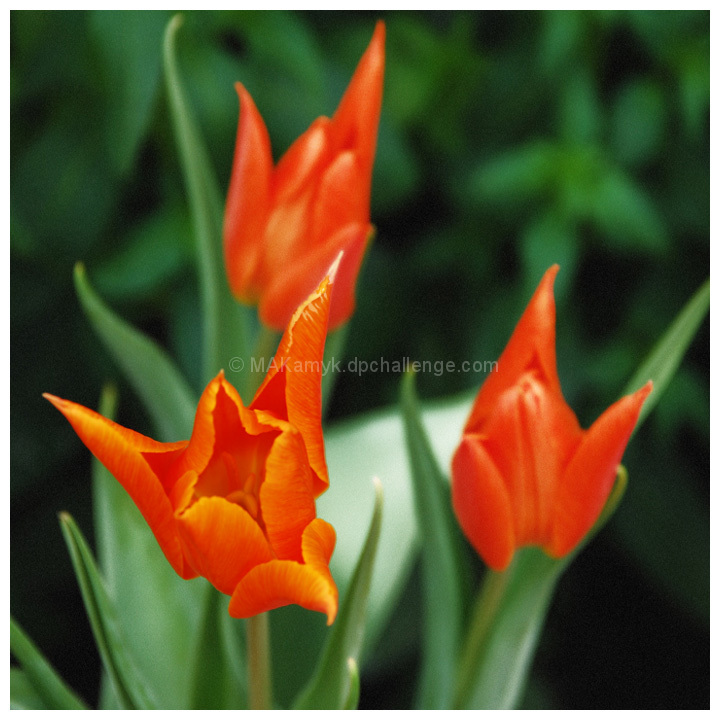 Tulip Trio