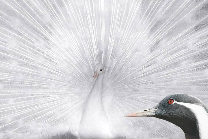 Albino peacock or not...  he still dresses seventies' style to me